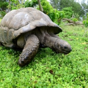 Гигантская черепаха заповедника "Ла Вев