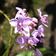 Орхидея на Сейшельских островах