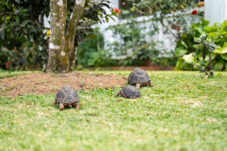 Ixora Villa 8 279764201 768x512