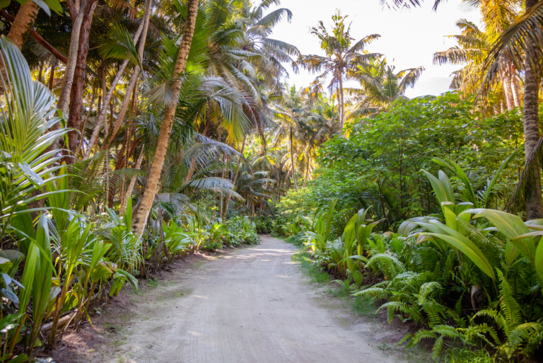 alphonse island home the island 4col 2nd 66percent 2 photo alphonse island forest trail with palm trees 1 768x513