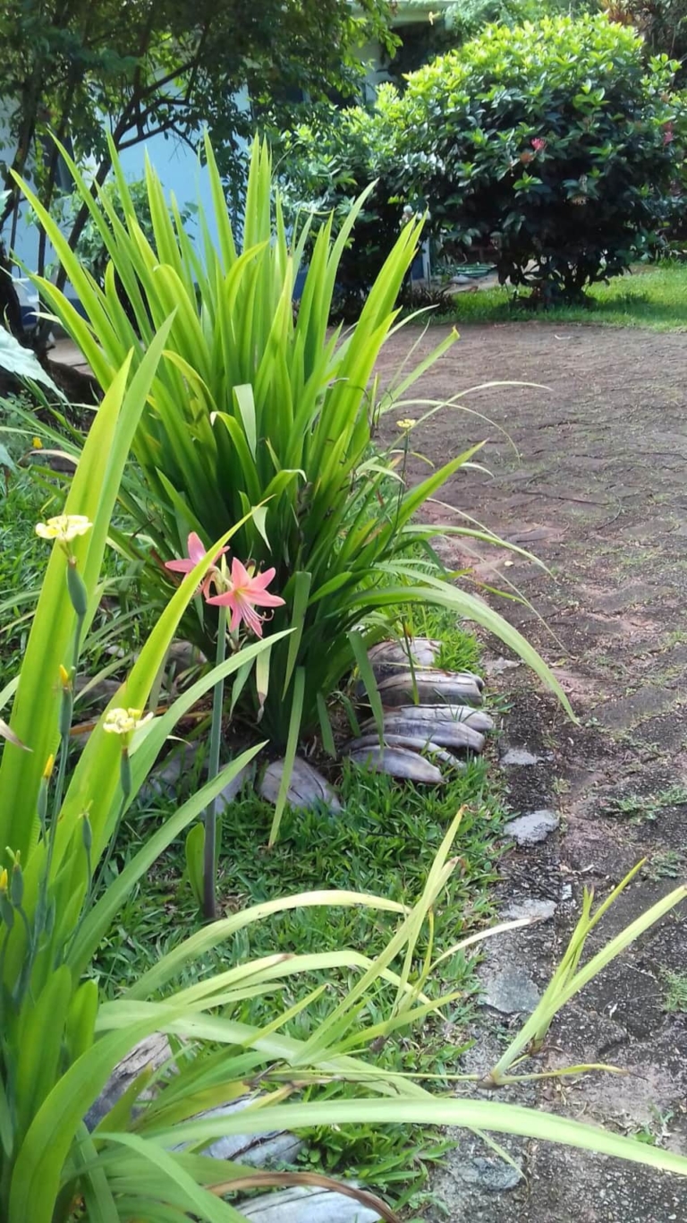 Bel Ombre River Villa 12 b7598007 f6ba 4b7e 81a2 832b1869a200 768x1366