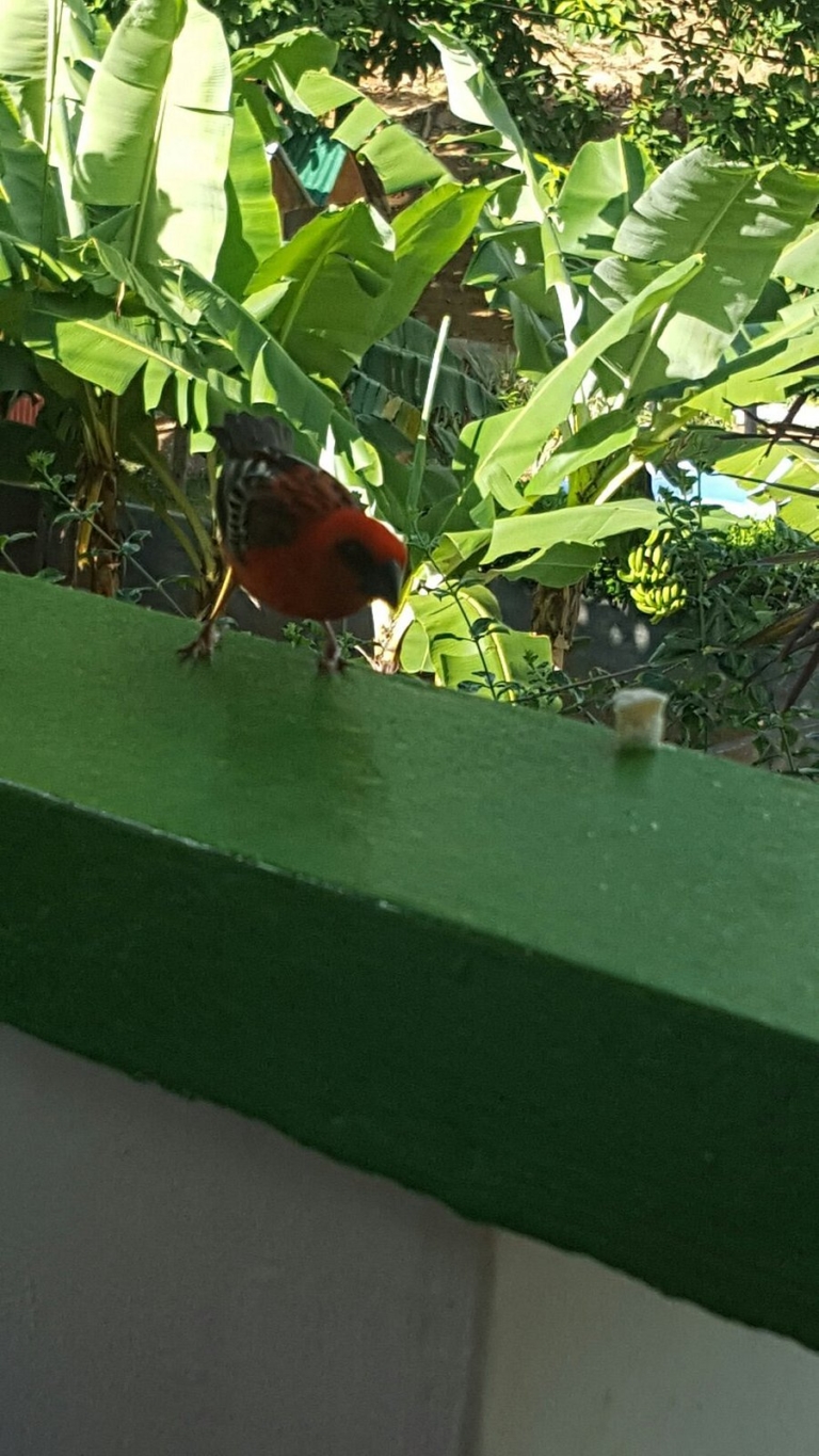 Evergreen Apartments 6 evergreen apartments 2 768x1365