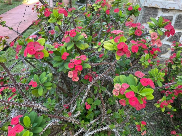 Seiten 9 full 170375067 2564562200514786 2991178645929422989 n 1618053169 768x576